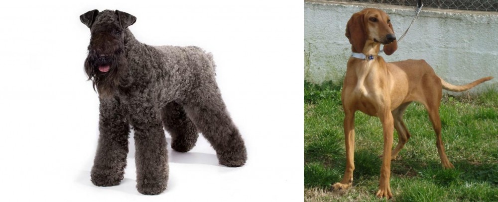 Segugio Italiano vs Kerry Blue Terrier - Breed Comparison
