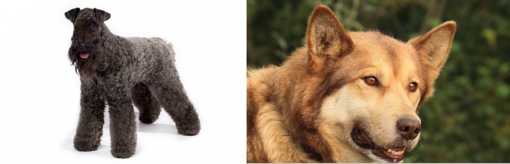 Seppala Siberian Sleddog vs Kerry Blue Terrier - Breed Comparison