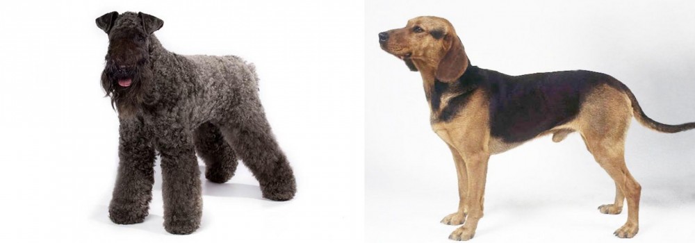 Serbian Hound vs Kerry Blue Terrier - Breed Comparison