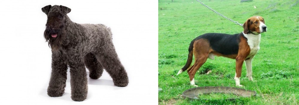 Serbian Tricolour Hound vs Kerry Blue Terrier - Breed Comparison