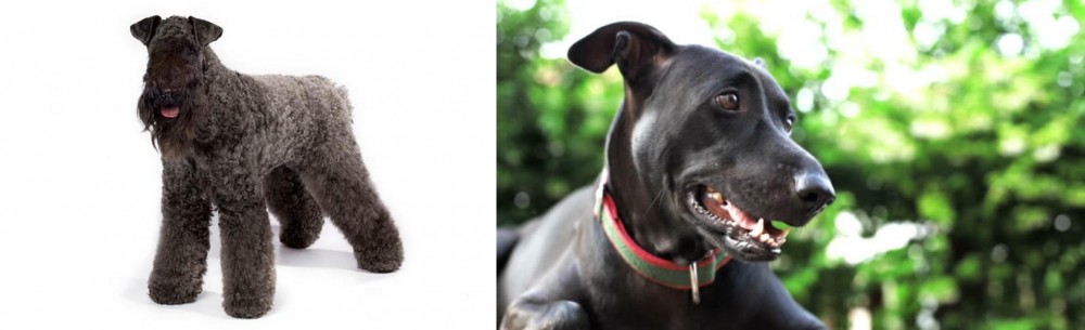 Shepard Labrador vs Kerry Blue Terrier - Breed Comparison