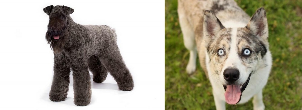 Shepherd Husky vs Kerry Blue Terrier - Breed Comparison