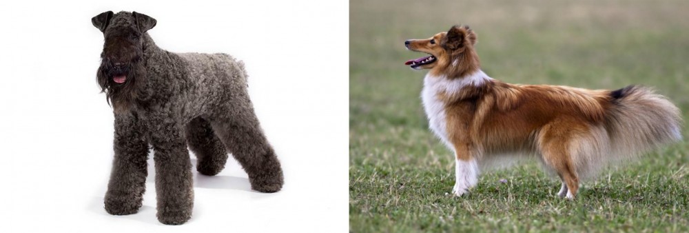 Shetland Sheepdog vs Kerry Blue Terrier - Breed Comparison