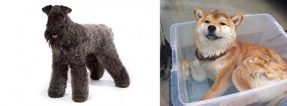 Shiba Inu vs Kerry Blue Terrier - Breed Comparison