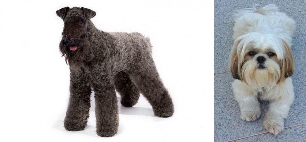 Shih Tzu vs Kerry Blue Terrier - Breed Comparison