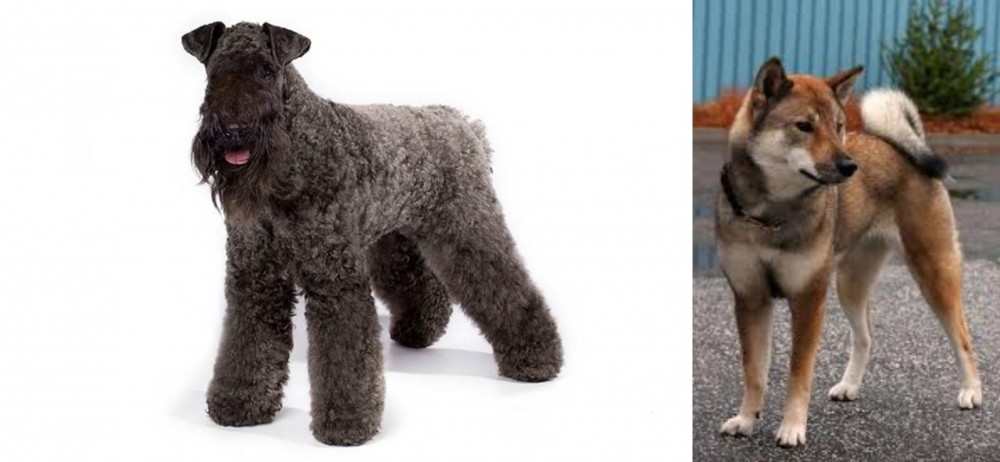 Shikoku vs Kerry Blue Terrier - Breed Comparison