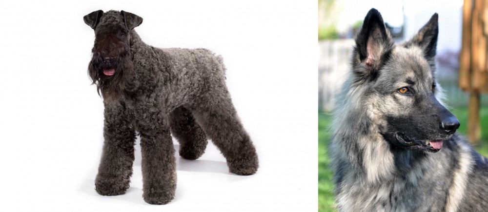 Shiloh Shepherd vs Kerry Blue Terrier - Breed Comparison