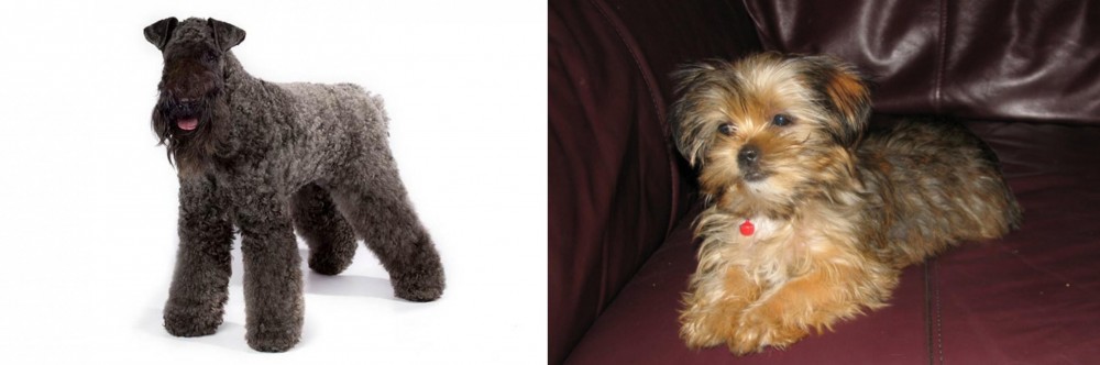 Shorkie vs Kerry Blue Terrier - Breed Comparison