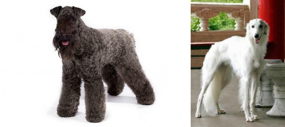 Silken Windhound vs Kerry Blue Terrier - Breed Comparison