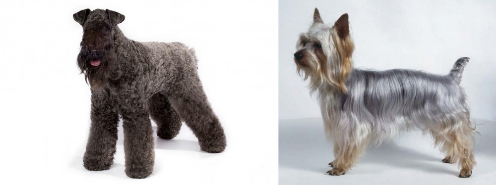 Silky Terrier vs Kerry Blue Terrier - Breed Comparison