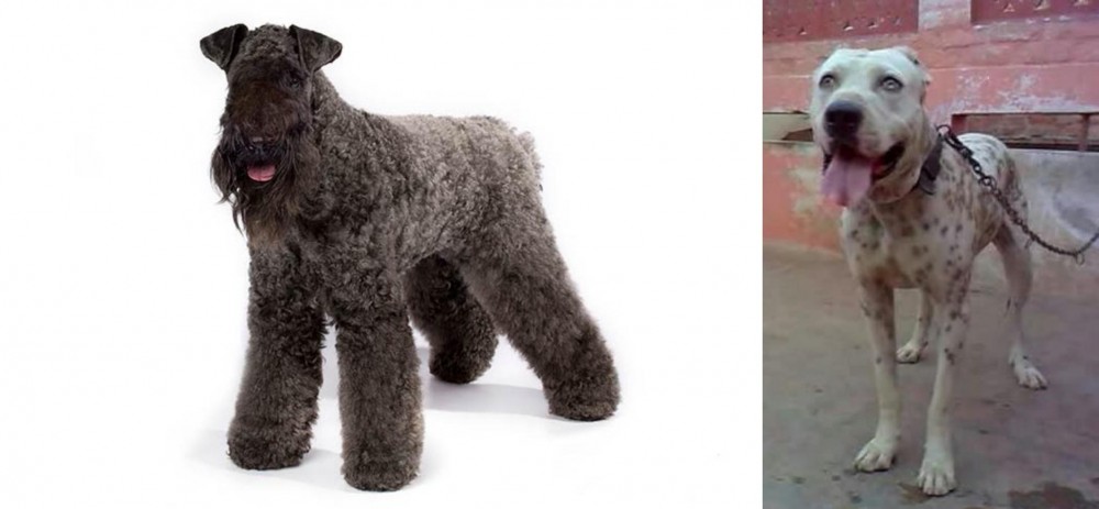 Sindh Mastiff vs Kerry Blue Terrier - Breed Comparison