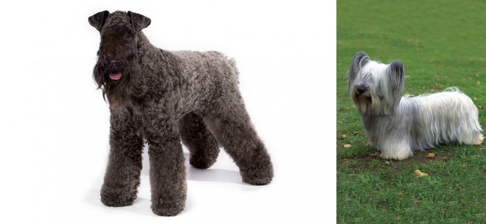 Skye Terrier vs Kerry Blue Terrier - Breed Comparison