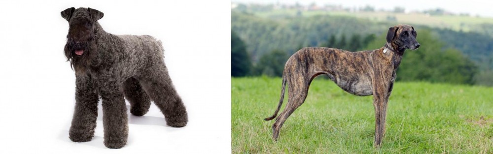 Sloughi vs Kerry Blue Terrier - Breed Comparison