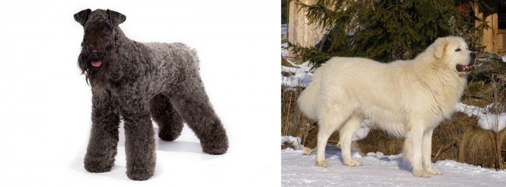 Slovak Cuvac vs Kerry Blue Terrier - Breed Comparison