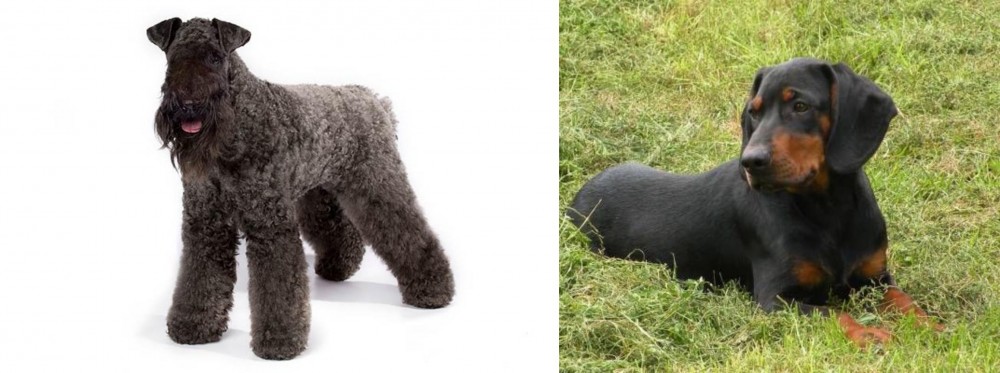 Slovakian Hound vs Kerry Blue Terrier - Breed Comparison