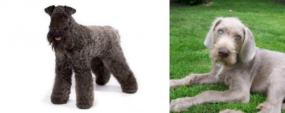 Slovakian Rough Haired Pointer vs Kerry Blue Terrier - Breed Comparison