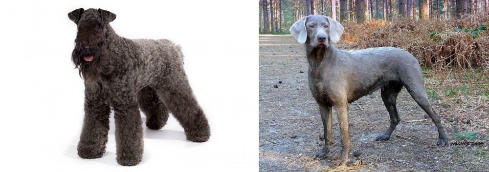 Slovensky Hrubosrsty Stavac vs Kerry Blue Terrier - Breed Comparison