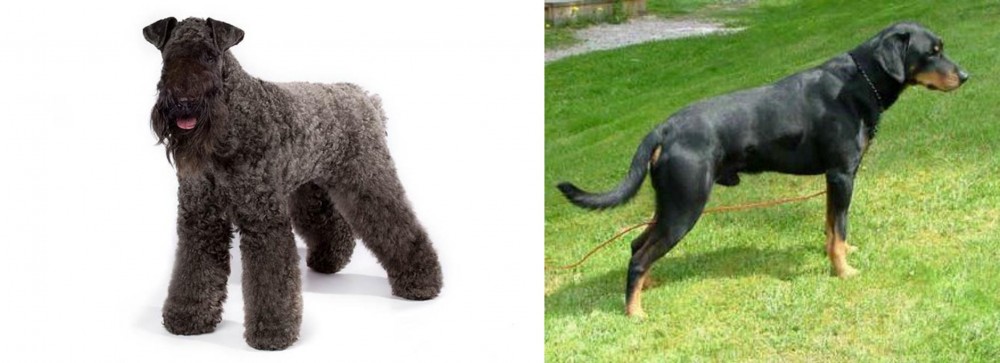 Smalandsstovare vs Kerry Blue Terrier - Breed Comparison