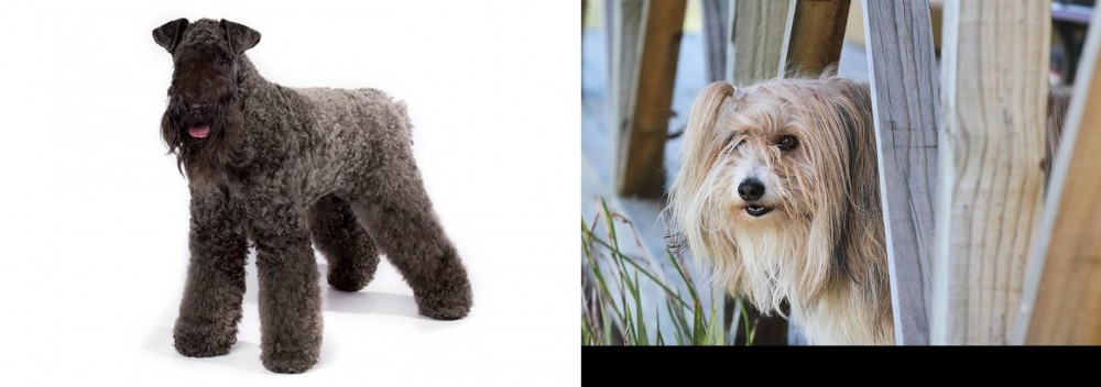 Smithfield vs Kerry Blue Terrier - Breed Comparison