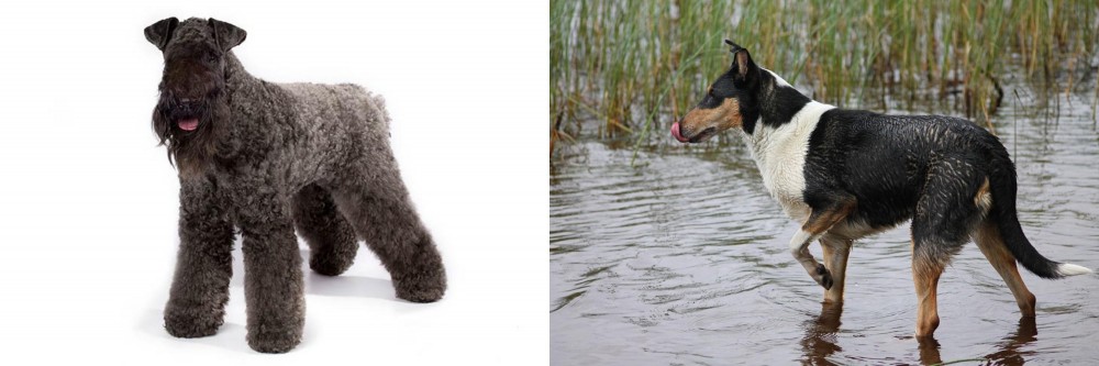 Smooth Collie vs Kerry Blue Terrier - Breed Comparison