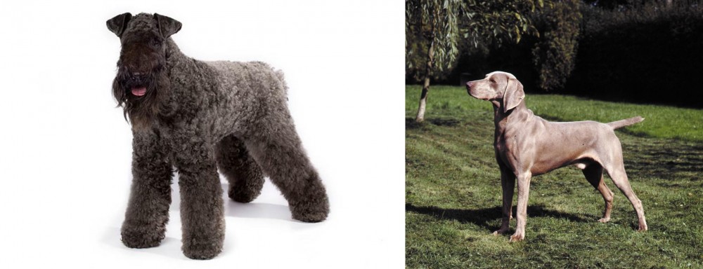 Smooth Haired Weimaraner vs Kerry Blue Terrier - Breed Comparison