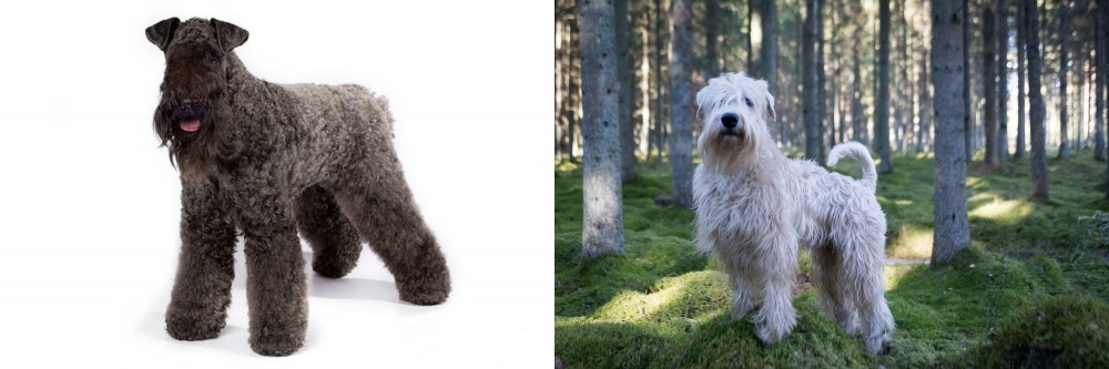Soft-Coated Wheaten Terrier vs Kerry Blue Terrier - Breed Comparison