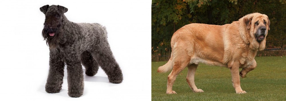 Spanish Mastiff vs Kerry Blue Terrier - Breed Comparison
