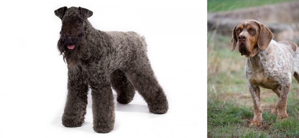 Spanish Pointer vs Kerry Blue Terrier - Breed Comparison