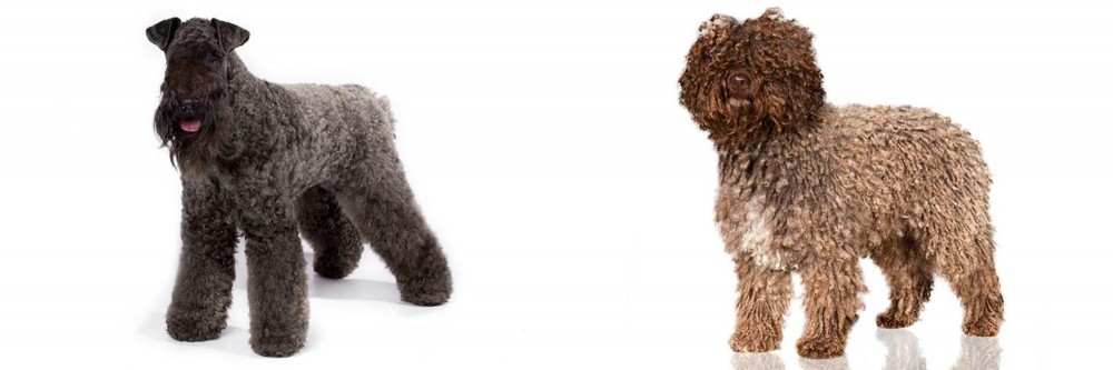 Spanish Water Dog vs Kerry Blue Terrier - Breed Comparison
