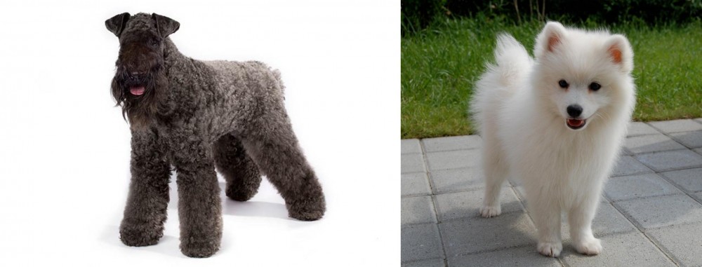 Spitz vs Kerry Blue Terrier - Breed Comparison