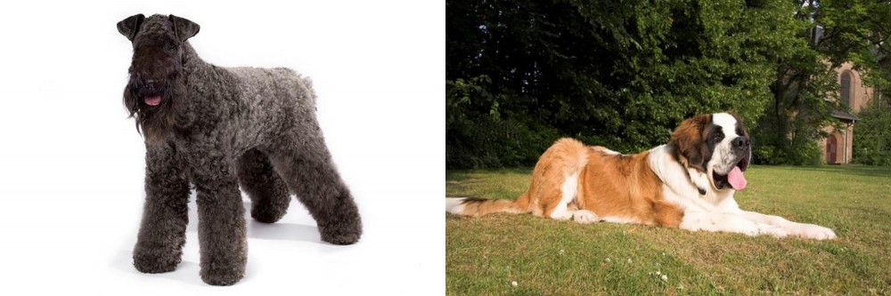 St. Bernard vs Kerry Blue Terrier - Breed Comparison