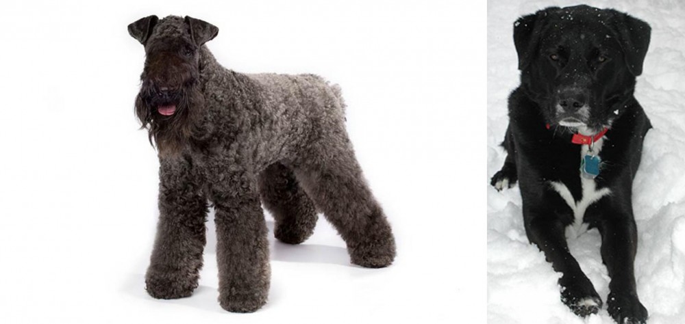 St. John's Water Dog vs Kerry Blue Terrier - Breed Comparison