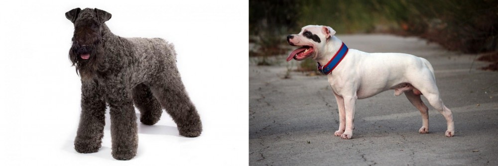 Staffordshire Bull Terrier vs Kerry Blue Terrier - Breed Comparison