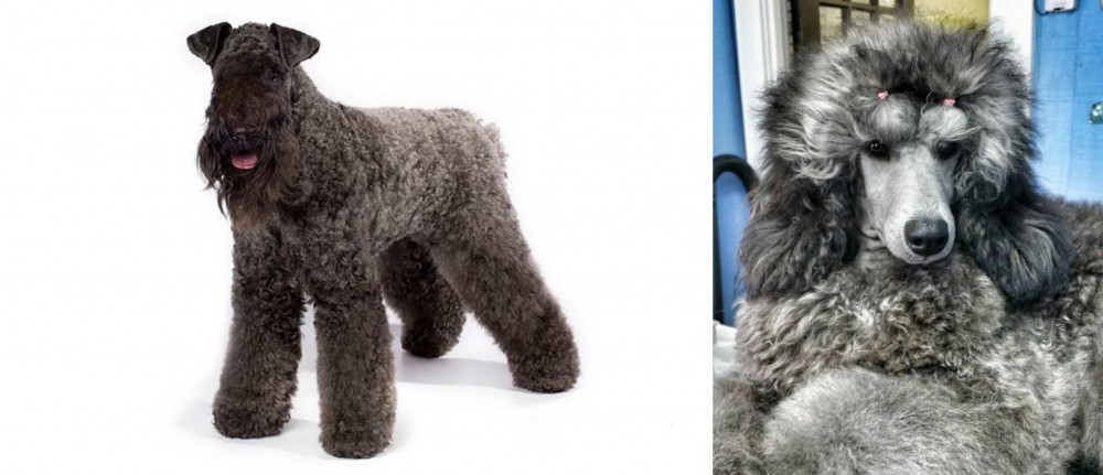 Standard Poodle vs Kerry Blue Terrier - Breed Comparison