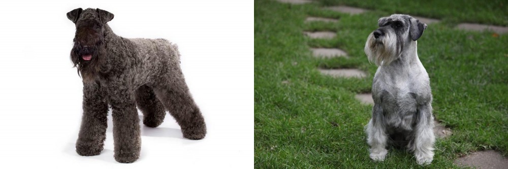 Standard Schnauzer vs Kerry Blue Terrier - Breed Comparison