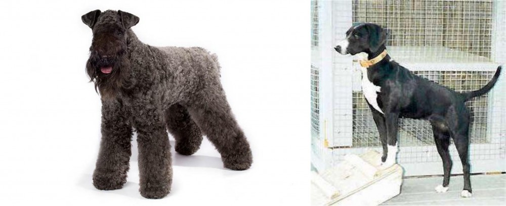Stephens Stock vs Kerry Blue Terrier - Breed Comparison