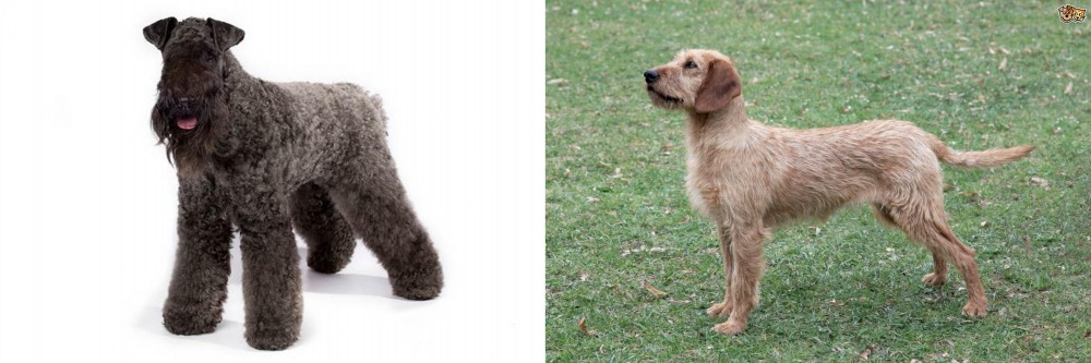 Styrian Coarse Haired Hound vs Kerry Blue Terrier - Breed Comparison