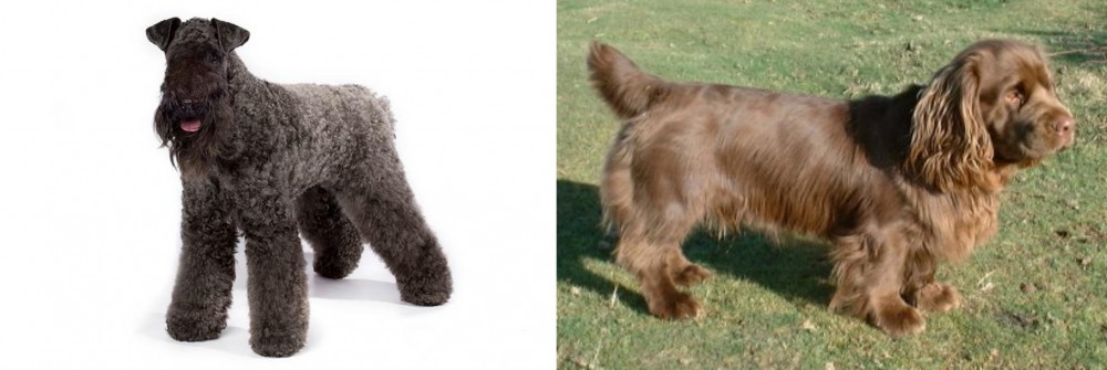 Sussex Spaniel vs Kerry Blue Terrier - Breed Comparison