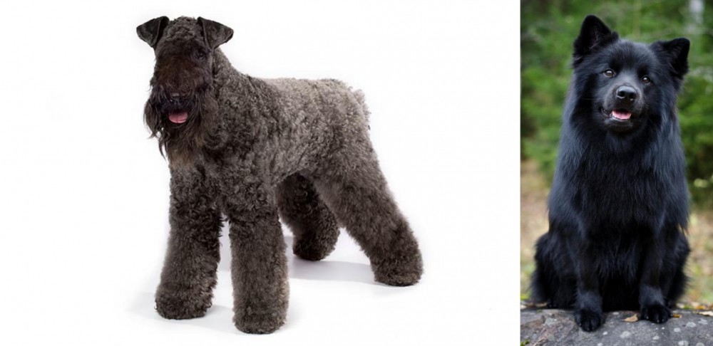 Swedish Lapphund vs Kerry Blue Terrier - Breed Comparison