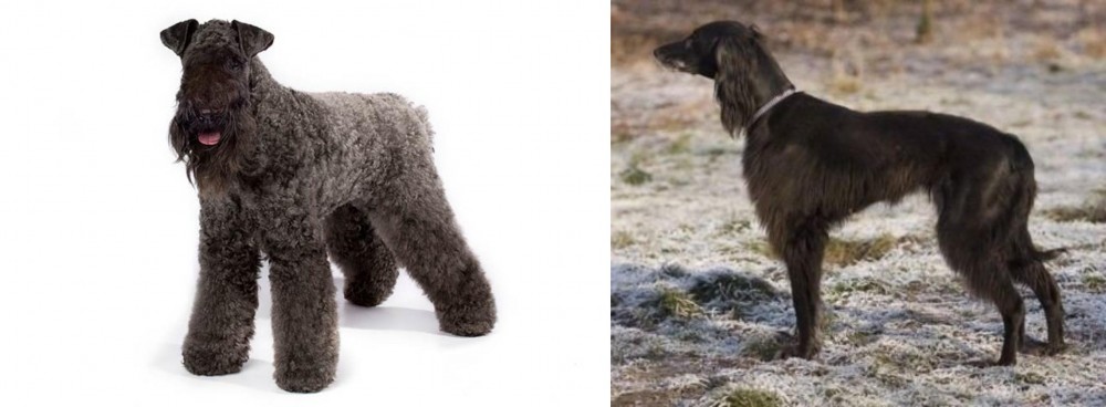 Taigan vs Kerry Blue Terrier - Breed Comparison