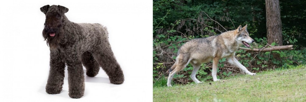 Tamaskan vs Kerry Blue Terrier - Breed Comparison