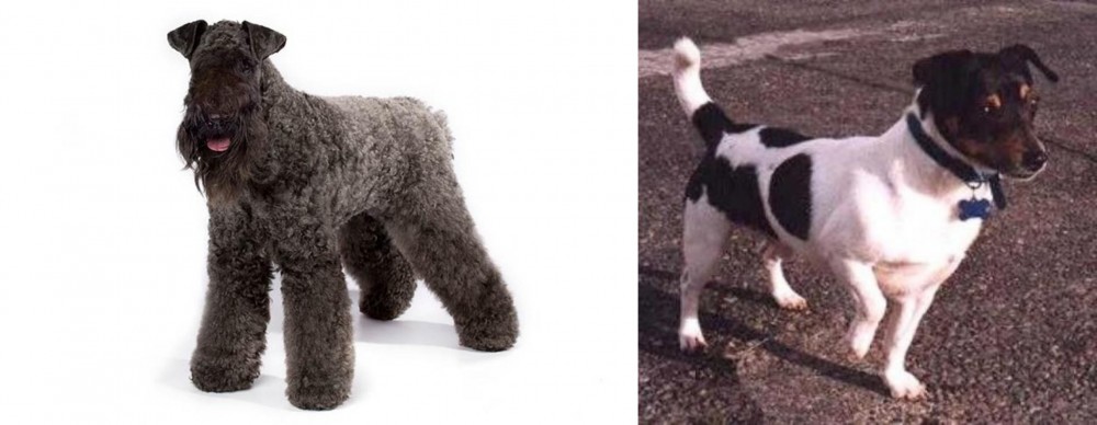 Teddy Roosevelt Terrier vs Kerry Blue Terrier - Breed Comparison