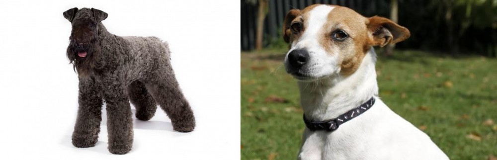 Tenterfield Terrier vs Kerry Blue Terrier - Breed Comparison