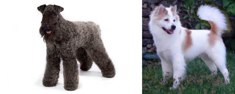 Thai Bangkaew vs Kerry Blue Terrier - Breed Comparison