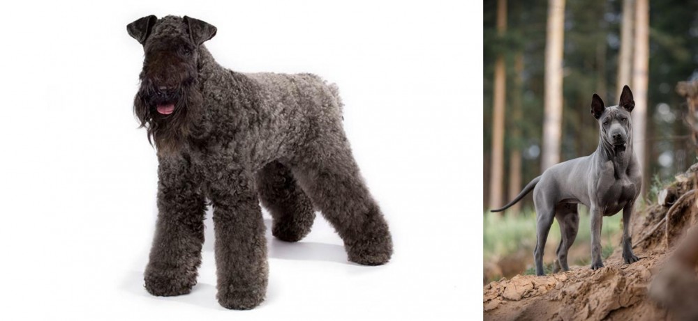 Thai Ridgeback vs Kerry Blue Terrier - Breed Comparison
