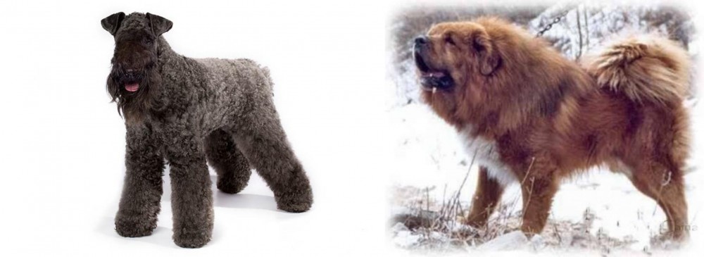 Tibetan Kyi Apso vs Kerry Blue Terrier - Breed Comparison