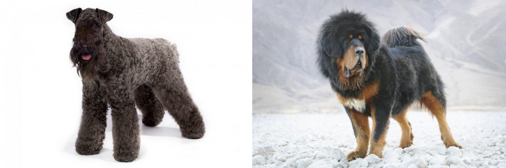 Tibetan Mastiff vs Kerry Blue Terrier - Breed Comparison
