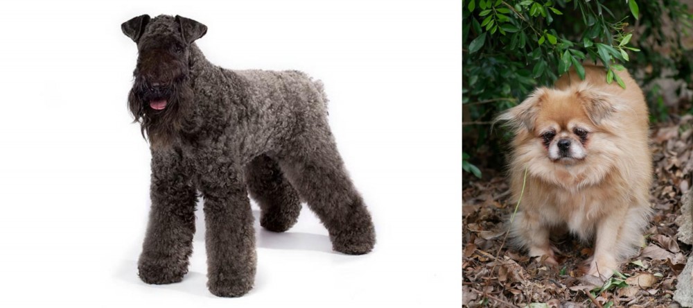 Tibetan Spaniel vs Kerry Blue Terrier - Breed Comparison