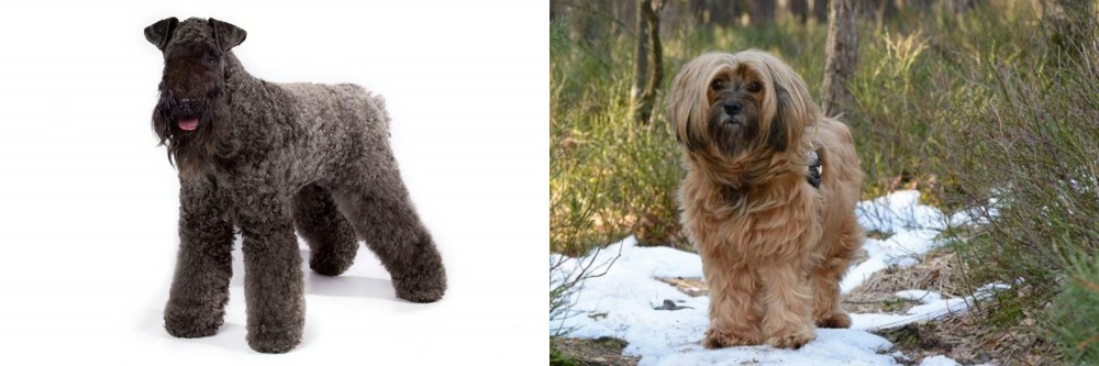 Tibetan Terrier vs Kerry Blue Terrier - Breed Comparison