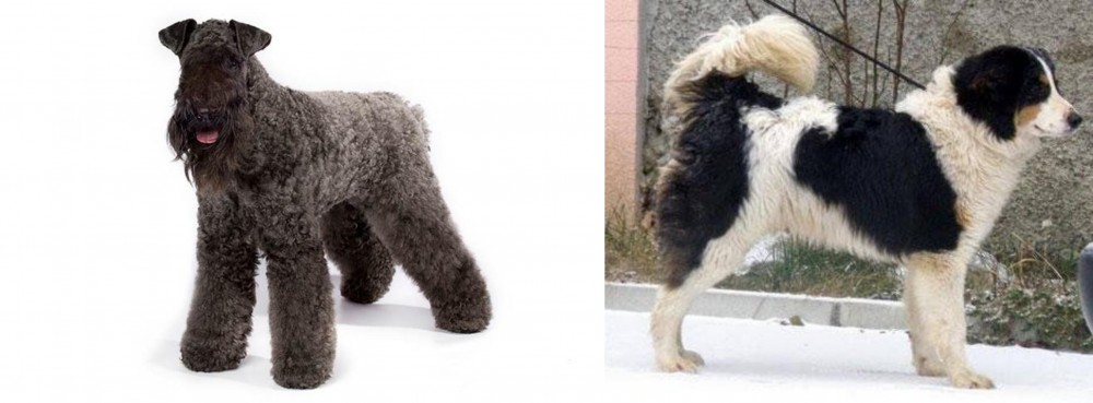 Tornjak vs Kerry Blue Terrier - Breed Comparison